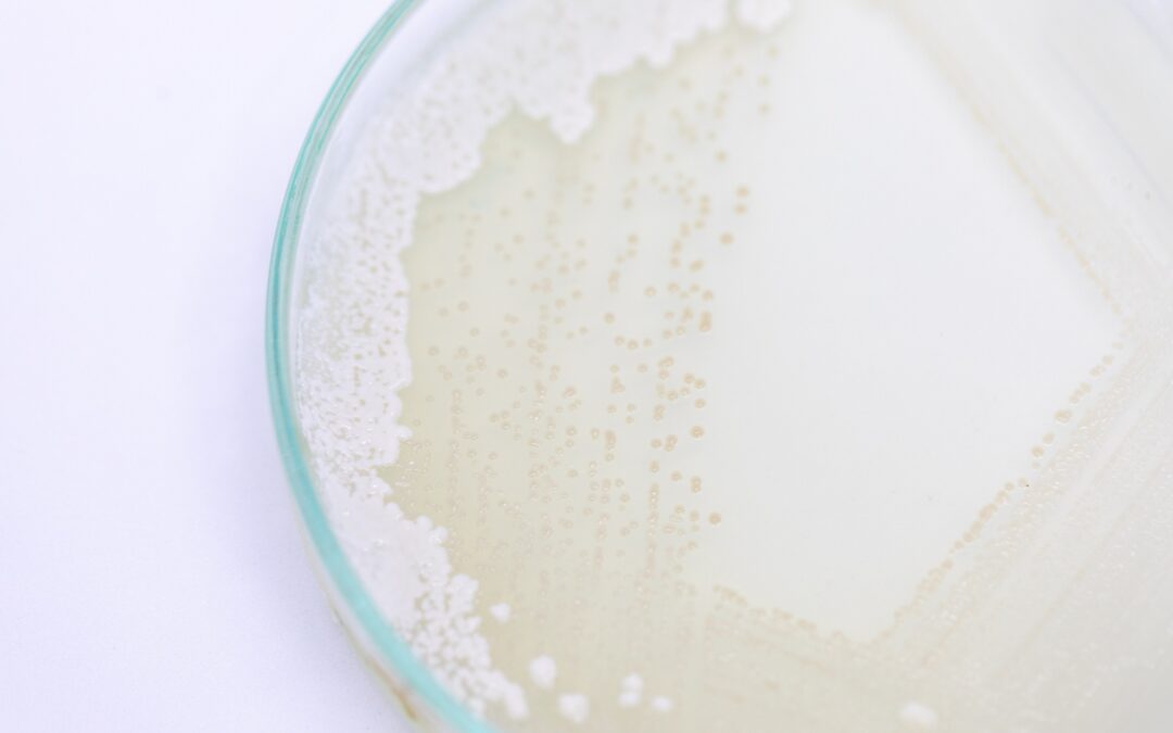 Na czym polega bioprotekcja mleka?