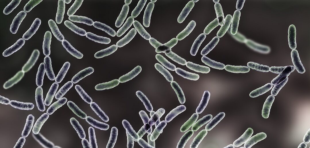 Zasady doboru kultur mleczarskich