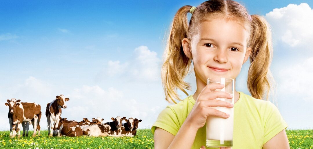 Jak dobrostan bydła przekłada się na jakość mleka?