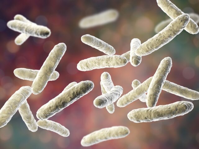 Probiotyki i ich zawartość w mleku