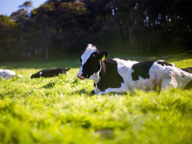 Testy na antybiotyk